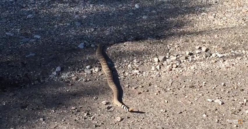 Southern Arizona snakes